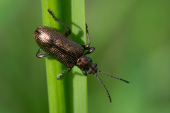 Plateumaris discolor