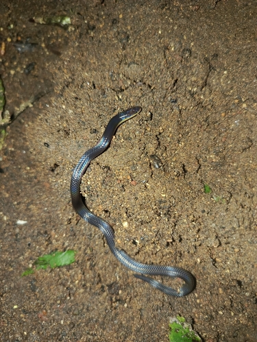 Pink-headed Reed Snake
