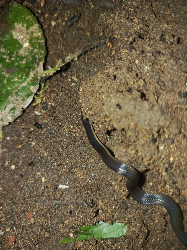 Pink-headed Reed Snake