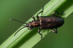 Plateumaris discolor