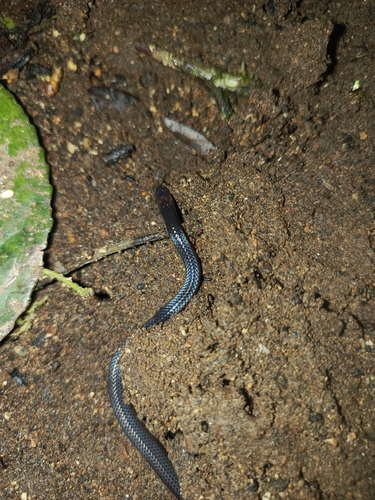Pink-headed Reed Snake