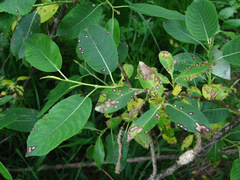 Phyllosticta salicicola