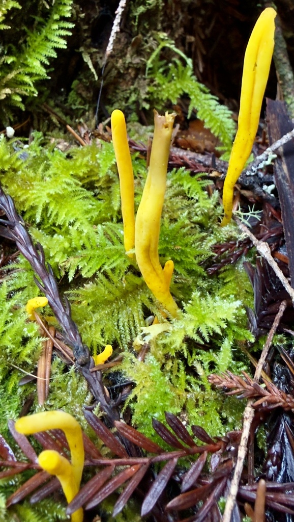 Clavulinopsis laeticolor · January 2026 · photo: © hllrnnr (iNaturalist, cc0)