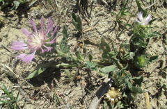 Centaurea
