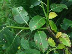 Phyllosticta salicicola