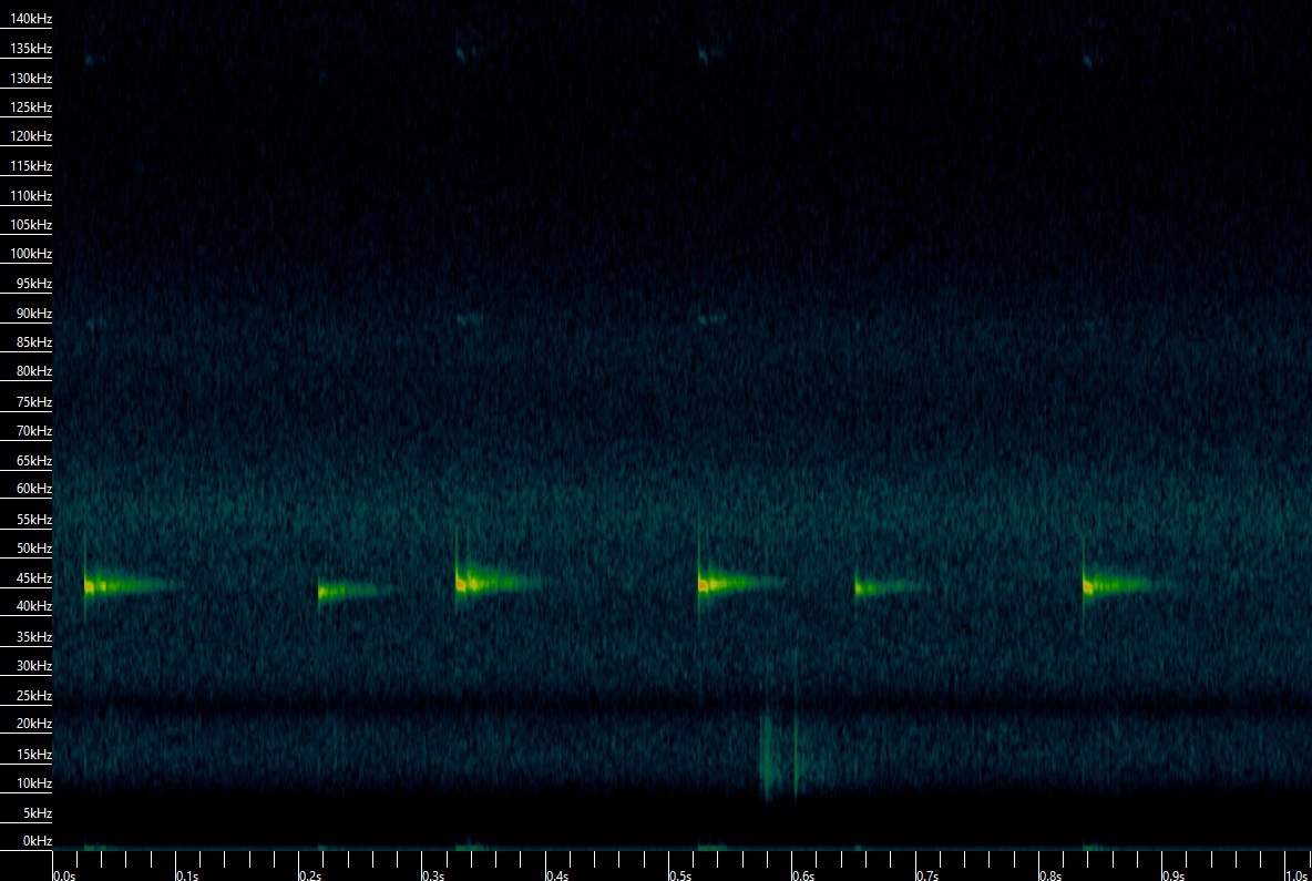 Pipistrellus pipistrellus
