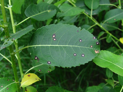 Phyllosticta salicicola