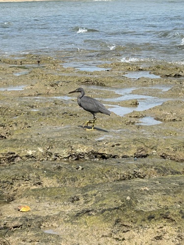 Egretta sacra