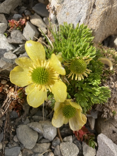 Ranunculus sericophyllus, photograph 5