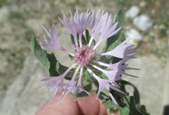 Centaurea