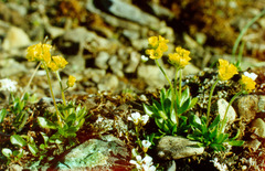 Draba glacialis