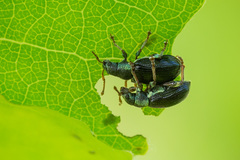 Phyllobius viridicollis