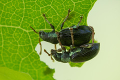 Phyllobius viridicollis