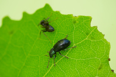 Phyllobius viridicollis