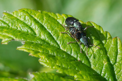 Phyllobius viridicollis