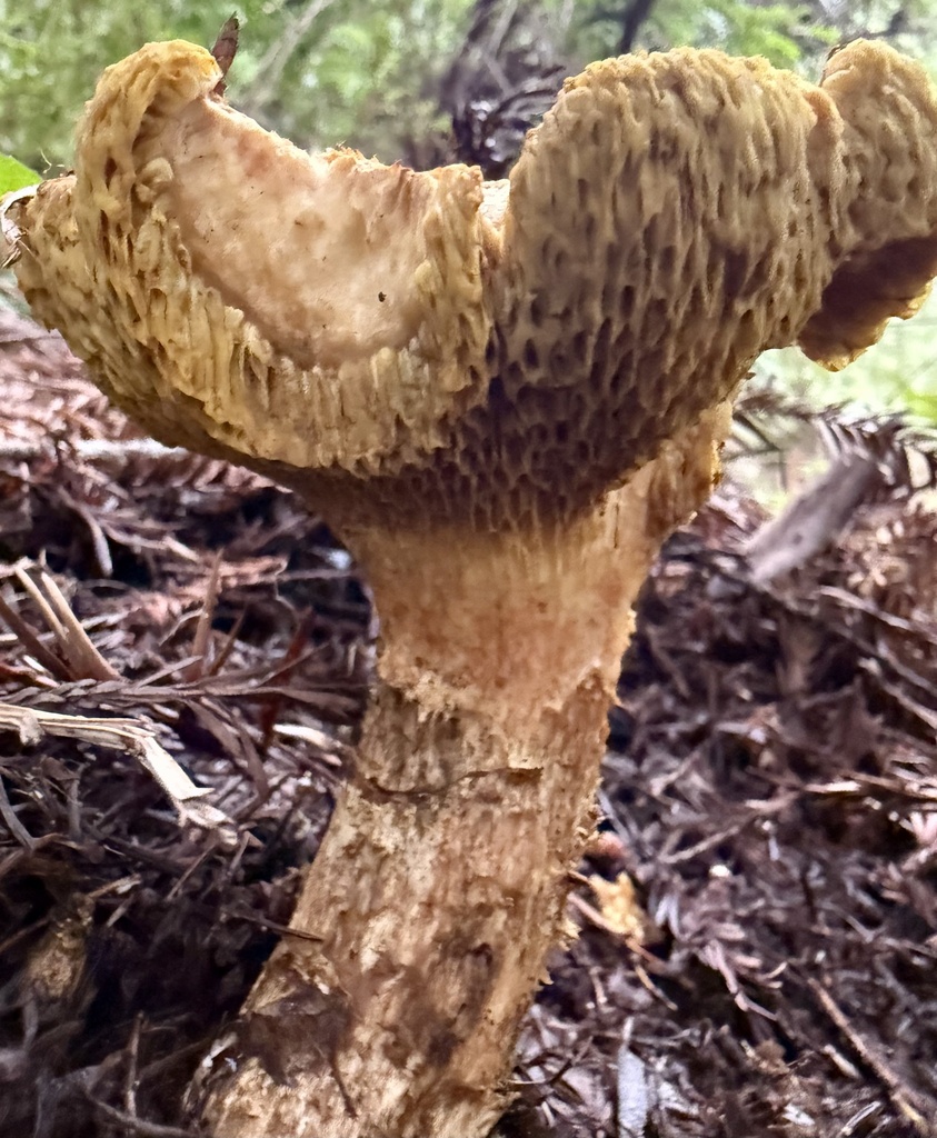 Suillus caerulescens · January 2026 · photo: © hllrnnr (iNaturalist, cc0)