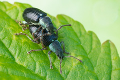 Phyllobius viridicollis
