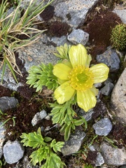 Ranunculus sericophyllus, photograph (c) Matt Scott, some rights reserved (CC BY)