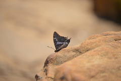 Charaxes pelias