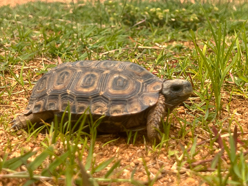 Speke's Hinge-back Tortoise