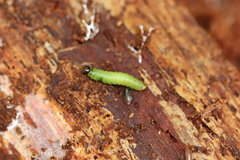 Pamphilioidea