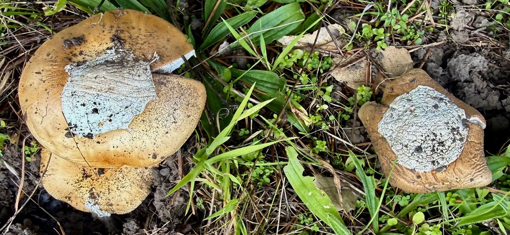 Amanita velosa · January 2026 · photo: © hllrnnr (iNaturalist, cc0)