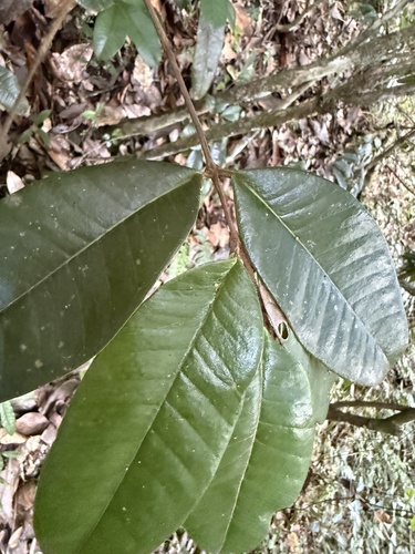 Foto de Desconhecido