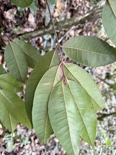 Foto de Desconhecido
