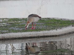 Alopochen aegyptiaca