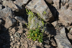 Draba glacialis