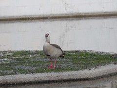 Alopochen aegyptiaca