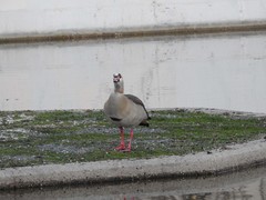 Alopochen aegyptiaca