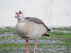 Alopochen aegyptiaca