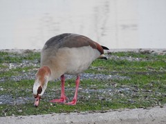 Alopochen aegyptiaca