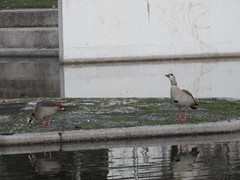 Alopochen aegyptiaca