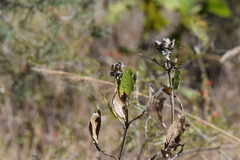 Lagascea