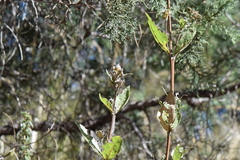 Lagascea