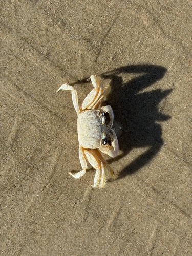 Atlantic Ghost Crab