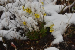 Draba glacialis