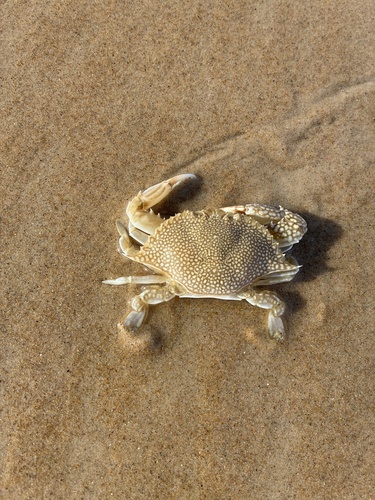 Speckled Swimming Crab