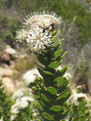 Leucospermum bolusii