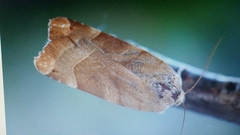 Noctua fimbriata