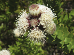 Leucospermum bolusii