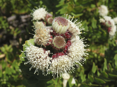 Leucospermum bolusii