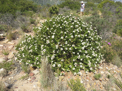 Leucospermum bolusii