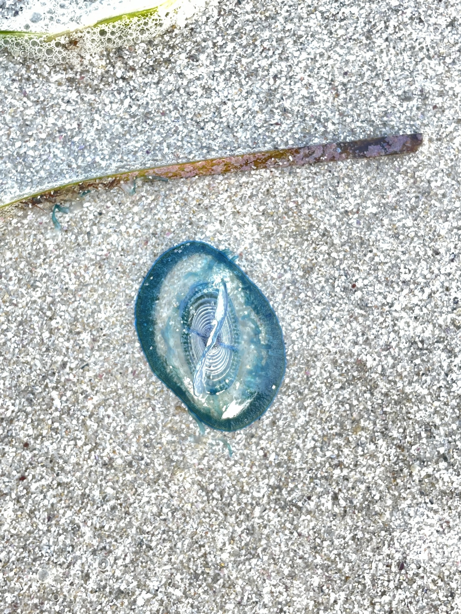 Velella velella (Linnaeus, 1758)