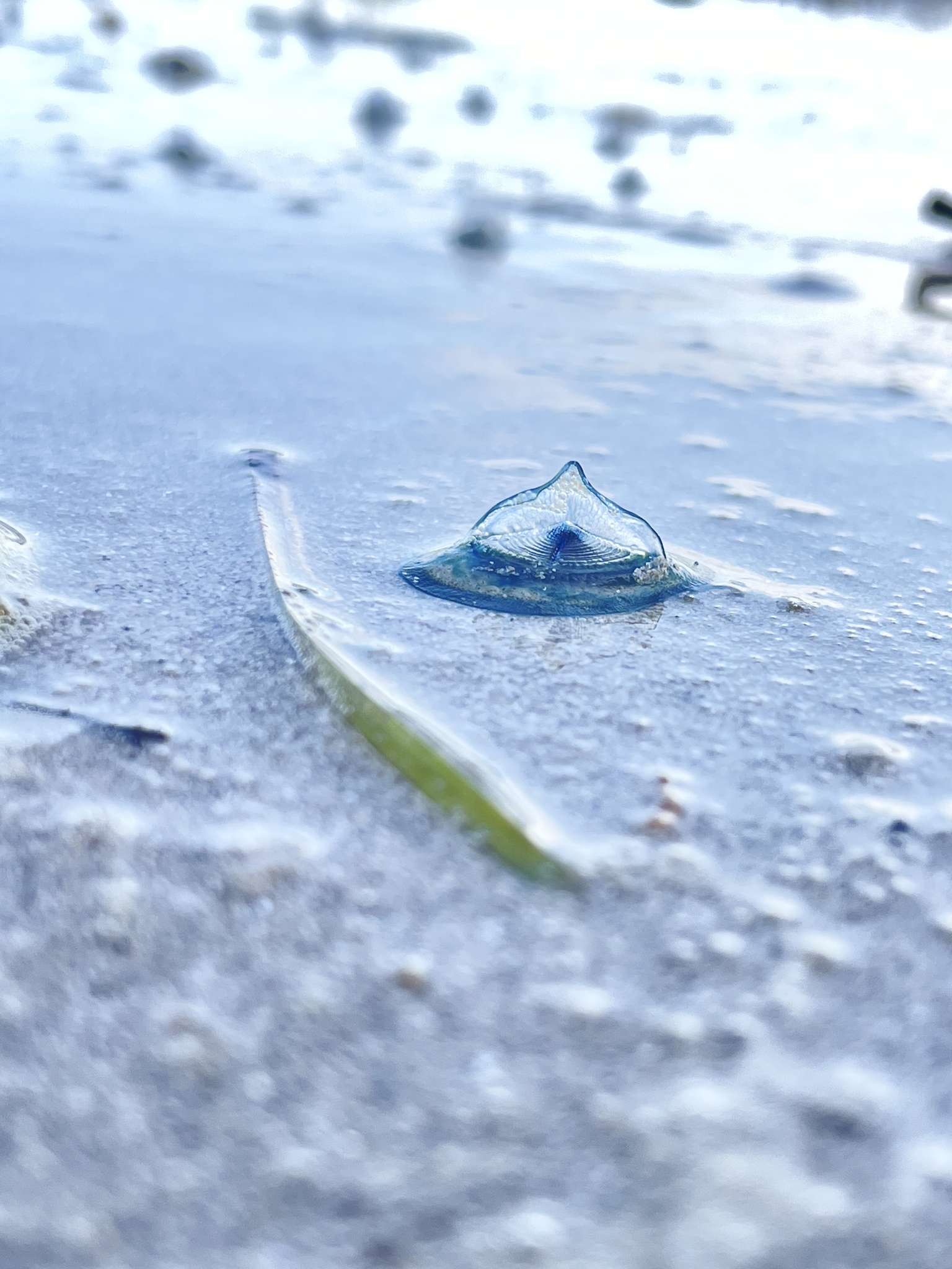 Velella velella (Linnaeus, 1758)