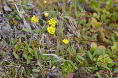 Draba glacialis