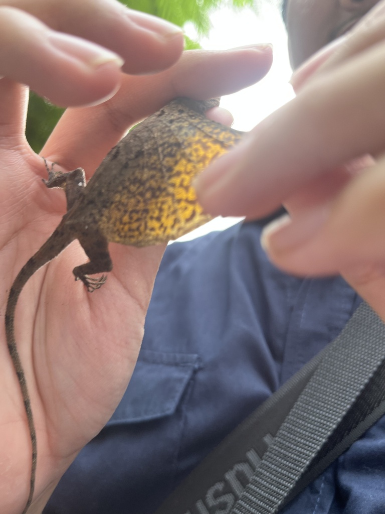 Bengkarung Terbang Biasa (Draco volans)