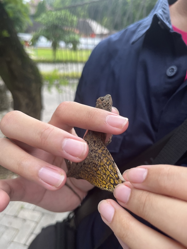 Common Flying Dragon (Draco volans)